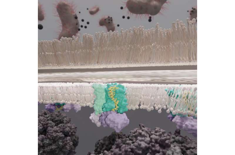 New Research on Phage φX174